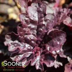 GRAPE EXPECTATIONS CORAL BELLS