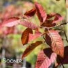 FIRE BELLE AMERICAN HORNBEAM