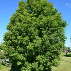 LAVABURST® OHIO BUCKEYE -Deals Gardenith Store DETA 4788