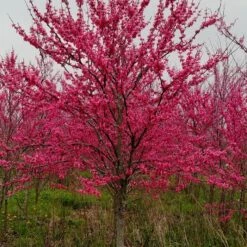 TENNESSEE PINK REDBUD -Deals Gardenith Store DETA 4802