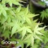 CORALLINUM UPRIGHT JAPANESE MAPLE