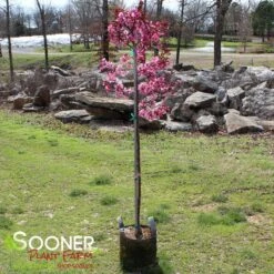 SHOW TIME™ CRABAPPLE -Deals Gardenith Store DETA 4906