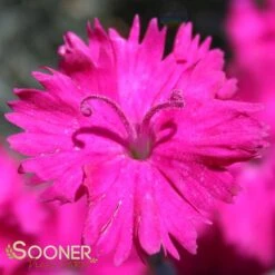 NEON STAR DIANTHUS -Deals Gardenith Store DETA 496
