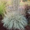 SHINING STAR™ LITTLE BLUESTEM