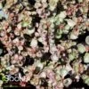 DRAGON'S BLOOD SEDUM