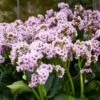 FAIRYTALE ROMANCE BERGENIA