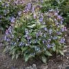 PINK-A-BLUE LUNGWORT