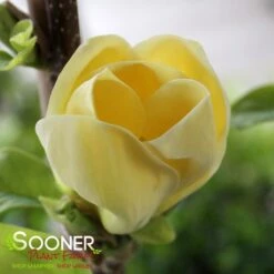 YELLOW BIRD MAGNOLIA