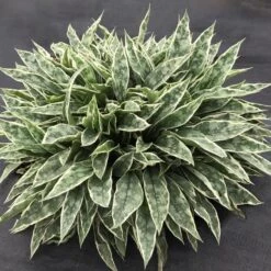 RASPBERRY FROST LUNGWORT 5 RASPBERRY FROST LUNGWORT -Deals Gardenith Store DETA 5116