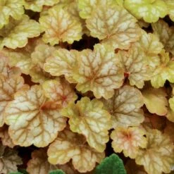 GINGER ALE CORAL BELLS -Deals Gardenith Store DETA 515