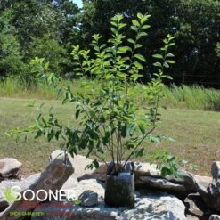 PRINCESS DIANA SERVICEBERRY -Deals Gardenith Store DETA 5220