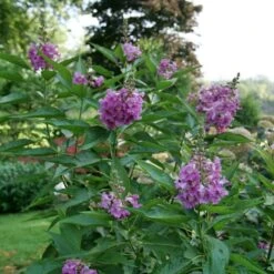 EL NIÑO™ CHITALPA -Deals Gardenith Store DETA 5268