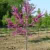 LUSCIOUS LAVENDER™ REDBUD