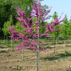 LUSCIOUS LAVENDER™ REDBUD