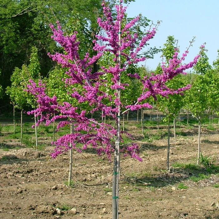 LUSCIOUS LAVENDER™ REDBUD 1 LUSCIOUS LAVENDER™ REDBUD