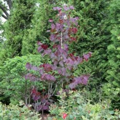 MIDNIGHT EXPRESS® REDBUD -Deals Gardenith Store DETA 5287