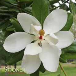 SOUTHERN MAGNOLIA -Deals Gardenith Store DETA 53