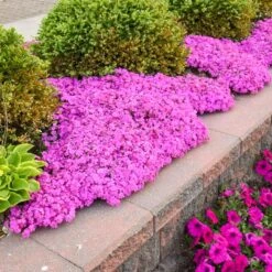 DRUMMOND'S PINK CREEPING PHLOX 5 DRUMMOND'S PINK CREEPING PHLOX -Deals Gardenith Store DETA 5319