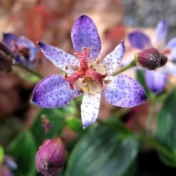 SEIRYU TOAD LILY