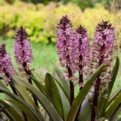 CROWNING GLORY™ PURPLE REIGN PINEAPPLE LILY -Deals Gardenith Store DETA 5373
