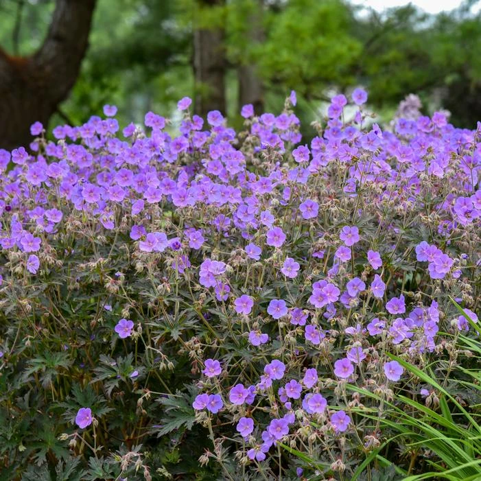 BOOM CHOCOLATTA CRANESBILL GERANIUM 3 BOOM CHOCOLATTA CRANESBILL GERANIUM - Image 3