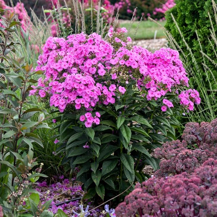 LUMINARY® PRISMATIC PINK GARDEN PHLOX 1 LUMINARY® PRISMATIC PINK GARDEN PHLOX