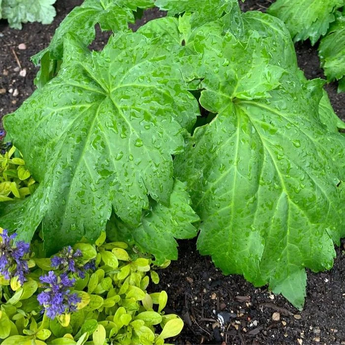 FUSION OF FIRE OREDANIA 1 FUSION OF FIRE OREDANIA