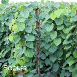 GREEN MACHINE WEEPING REDBUD 5 GREEN MACHINE WEEPING REDBUD -Deals Gardenith Store DETA 5449