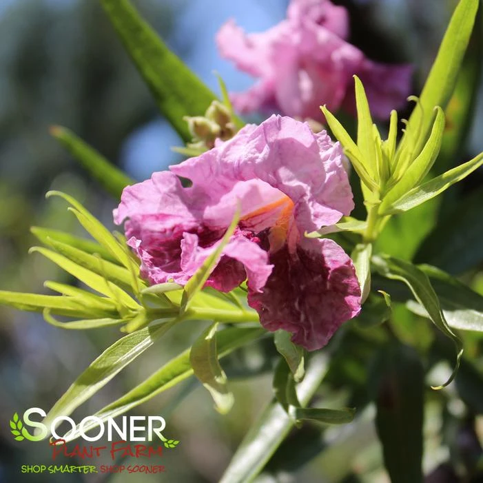 BUBBA JONES DESERT WILLOW 1 BUBBA JONES DESERT WILLOW