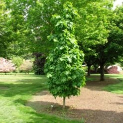SUGAR CONE SUGAR MAPLE -Deals Gardenith Store DETA 5468