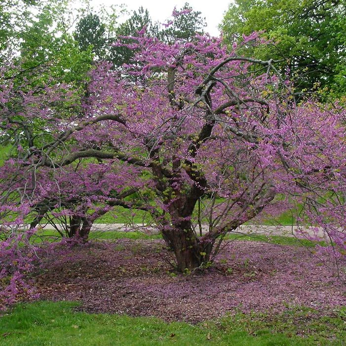 HEART'S DESIRE™ REDBUD 2 HEART'S DESIRE™ REDBUD - Image 2
