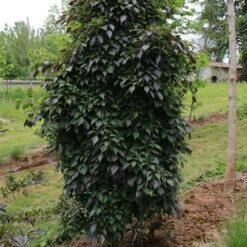 NIGHTFALL® WEEPING JAPANESE SNOWBELL -Deals Gardenith Store DETA 5476