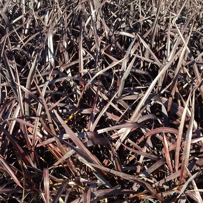 MAT'S MERLOT NEW ZEALAND PHLAX 1 MAT'S MERLOT NEW ZEALAND PHLAX