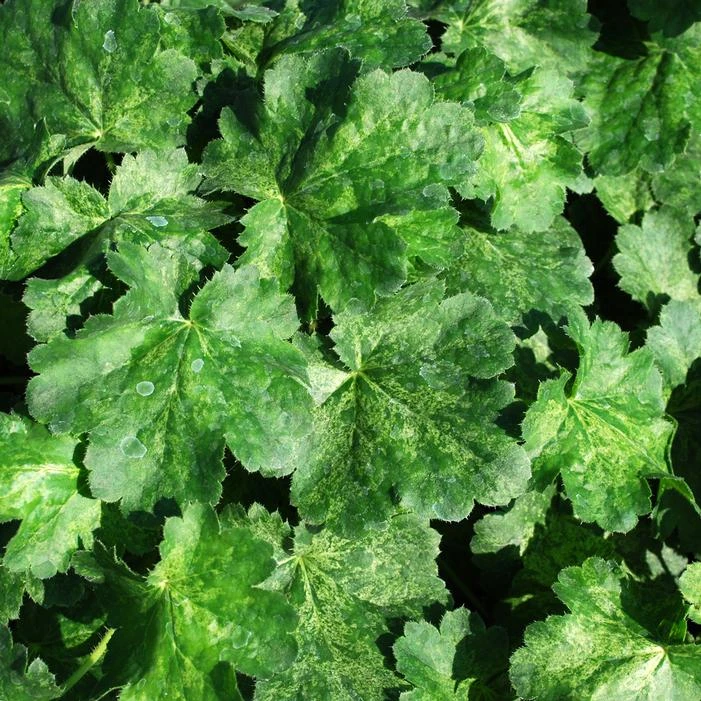 HERCULES CORAL BELLS 1 HERCULES CORAL BELLS