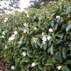 FAIRY MAGNOLIA® WHITE MAGNOLIA -Deals Gardenith Store DETA 5583