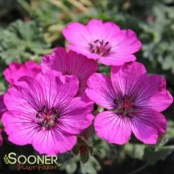 Deals Gardenith Store -Deals Gardenith Store DETA 560