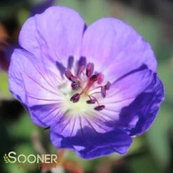 ROZANNE CRANESBILL GERANIUM -Deals Gardenith Store DETA 561