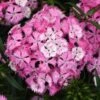 ROCKIN'™ PINK MAGIC DIANTHUS