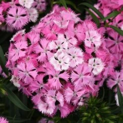 ROCKIN'™ PINK MAGIC DIANTHUS