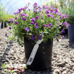ROCK ON BLUE ROCK CRESS -Deals Gardenith Store DETA 5675