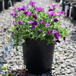 ROCK ON PURPLE ROCK CRESS 5 ROCK ON PURPLE ROCK CRESS -Deals Gardenith Store DETA 5677