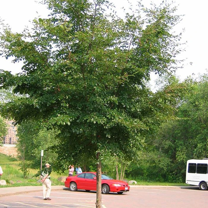 TRIUMPH™ ELM 1 TRIUMPH™ ELM