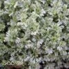 SILVER MOUND WORMWOOD
