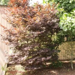 BLOODGOOD UPRIGHT JAPANESE MAPLE -Deals Gardenith Store DETA 60