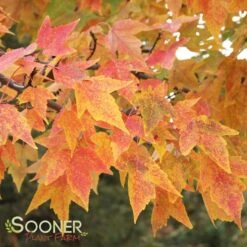 TRIDENT MAPLE 12 TRIDENT MAPLE -Deals Gardenith Store DETA 74