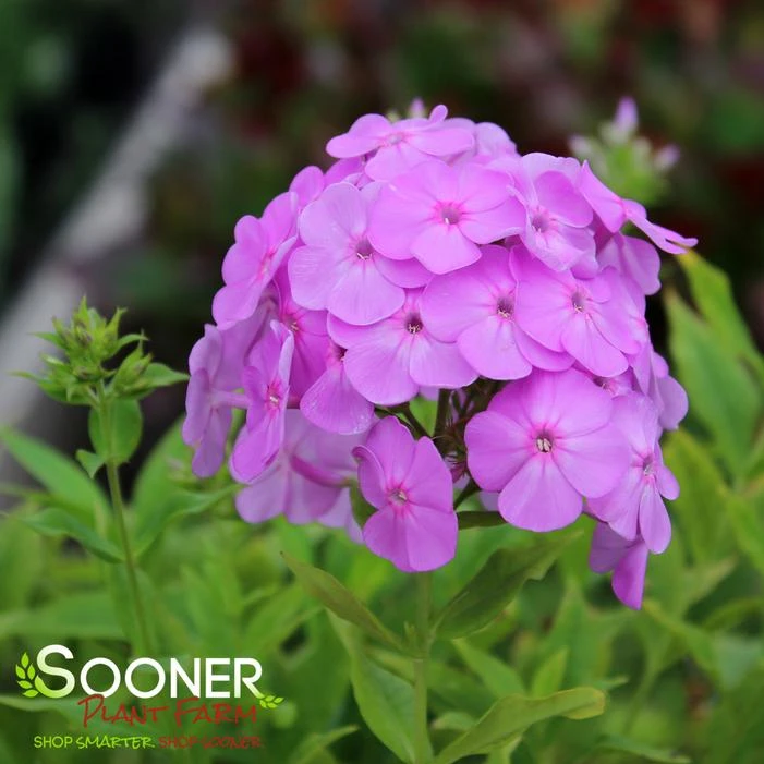 DAVID'S LAVENDER GARDEN PHLOX 1 DAVID'S LAVENDER GARDEN PHLOX