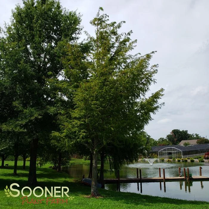 DAWN REDWOOD 1 DAWN REDWOOD