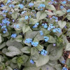 LOOKING GLASS BRUNNERA -Deals Gardenith Store DETA 798