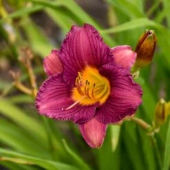 PURPLE DE ORO DAYLILY -Deals Gardenith Store DETA 836