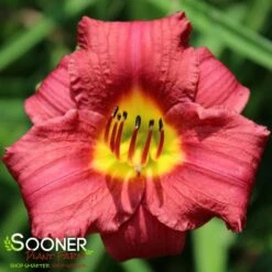 RUBY STELLA DAYLILY -Deals Gardenith Store DETA 837
